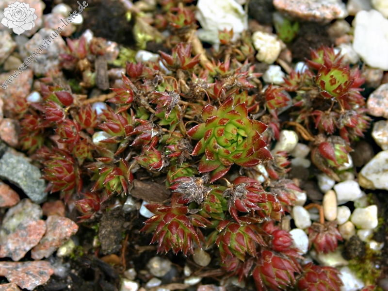 globiferum ssp. arenarium from Pustertal