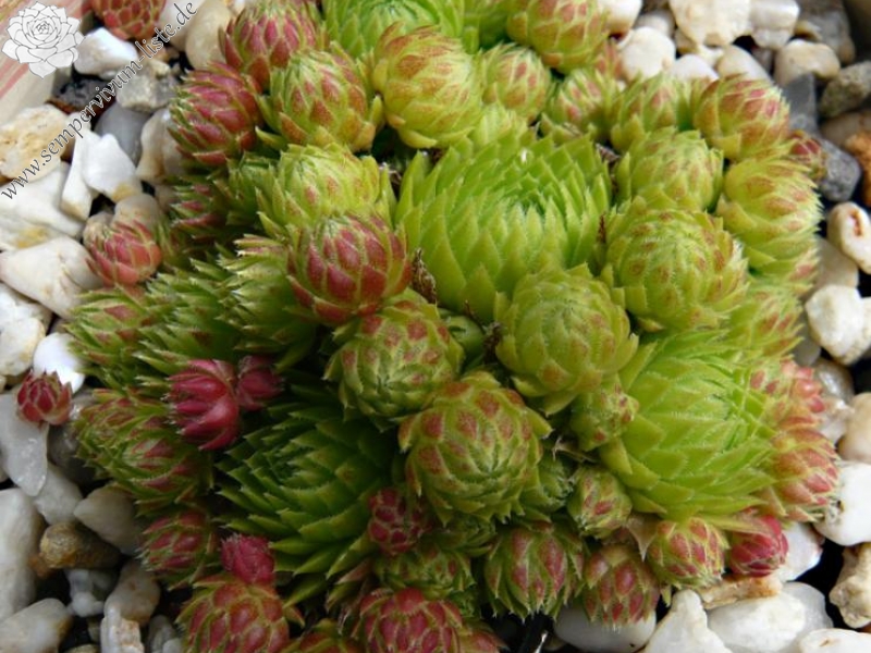 globiferum ssp. arenarium from Pustertal