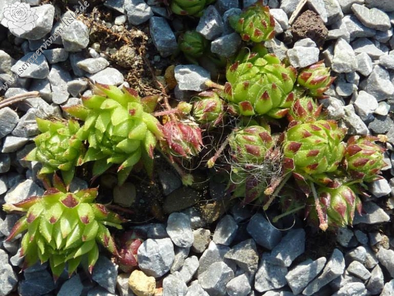 globiferum ssp. arenarium from Salzburger Land