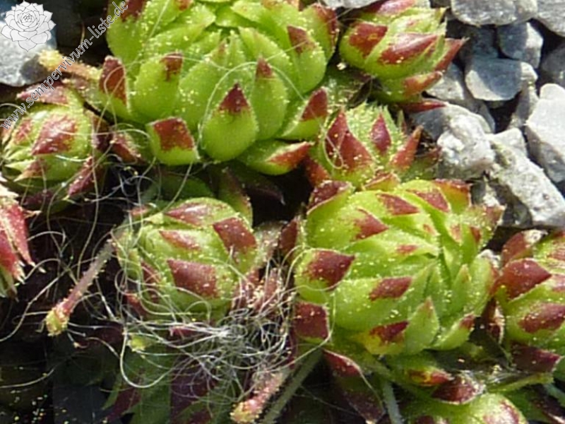 globiferum ssp. arenarium from Salzburger Land