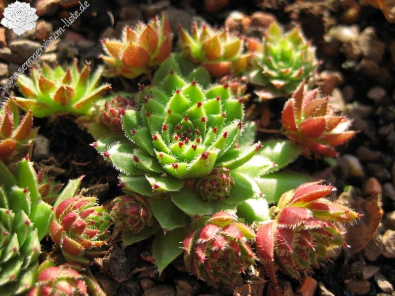 globiferum ssp. arenarium