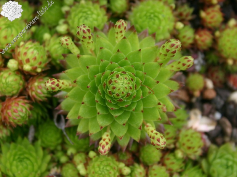 globiferum ssp. arenarium