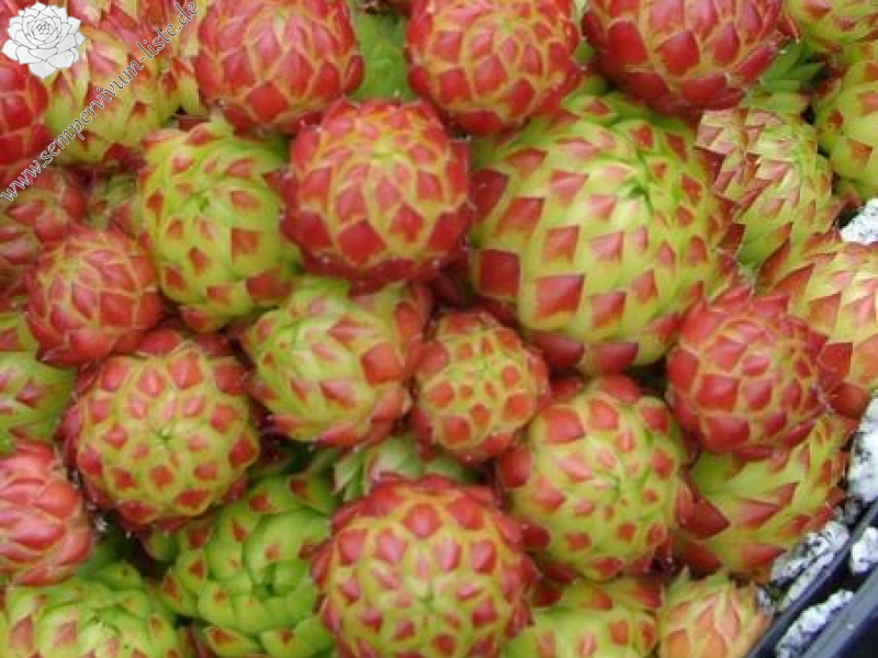 globiferum ssp. arenarium