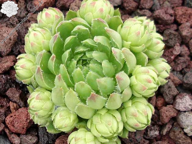 globiferum ssp. hirtum (cf) from Pindulka