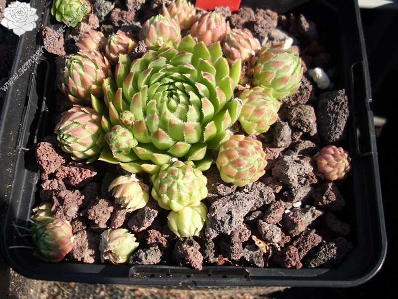 globiferum ssp. hirtum (cf) from Pindulka