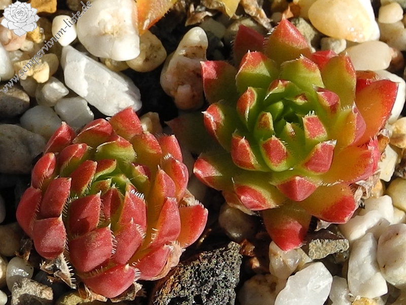 globiferum ssp. hirtum (cf) from Pindulka
