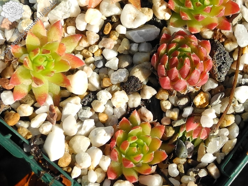 globiferum ssp. hirtum (cf) from Pindulka