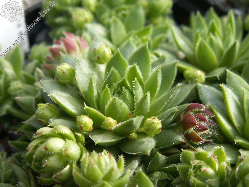 globiferum ssp. hirtum (glabrescens)