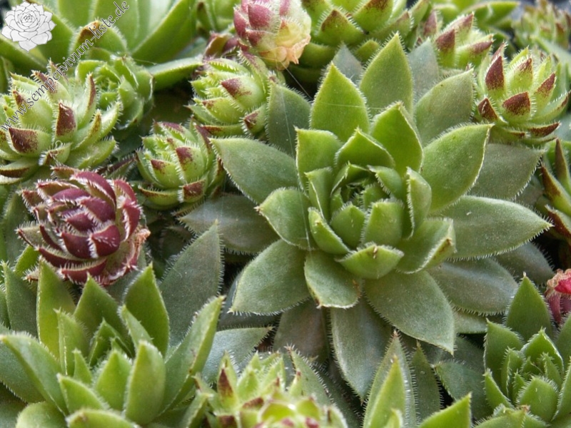 globiferum ssp. hirtum (glabrescens)