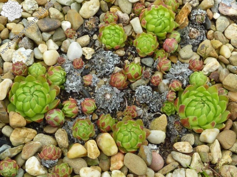 globiferum ssp. hirtum (glabrescens) from Baborska