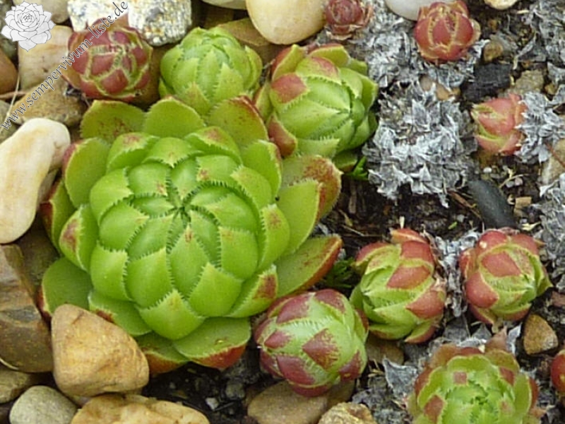 globiferum ssp. hirtum (glabrescens) from Baborska