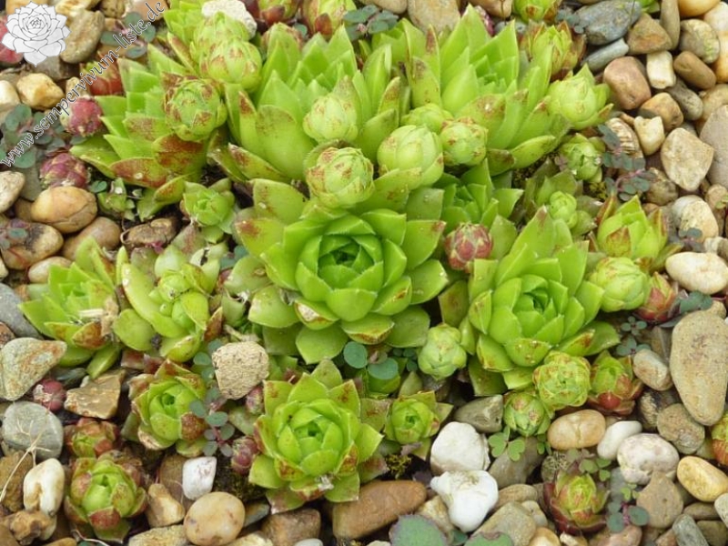 globiferum ssp. hirtum (glabrescens) from Beckov