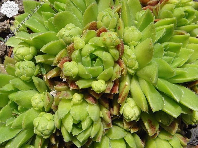 globiferum ssp. hirtum (glabrescens) from Beckov