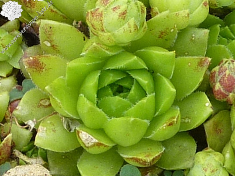 globiferum ssp. hirtum (glabrescens) from Beckov