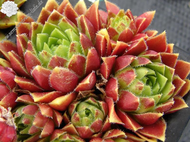 globiferum ssp. hirtum (glabrescens) from Beckov