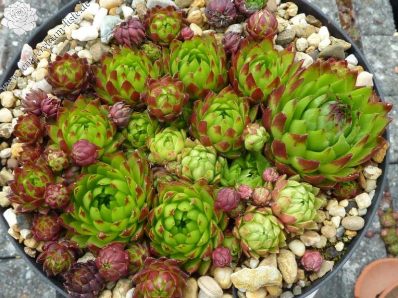 globiferum ssp. hirtum (glabrescens) from Cierna Skala