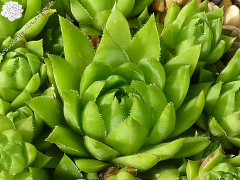 globiferum ssp. hirtum (glabrescens) from Dievenska Skala