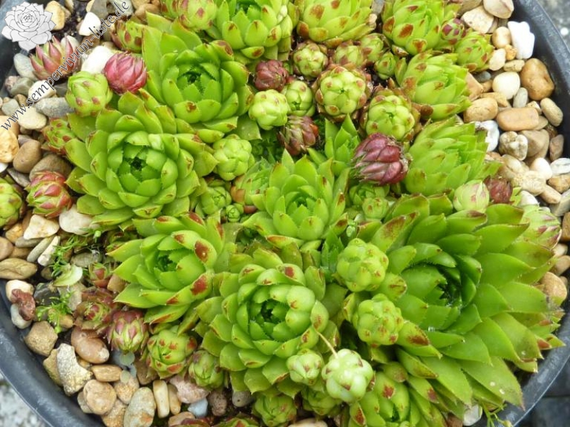 globiferum ssp. hirtum (glabrescens) from Divin