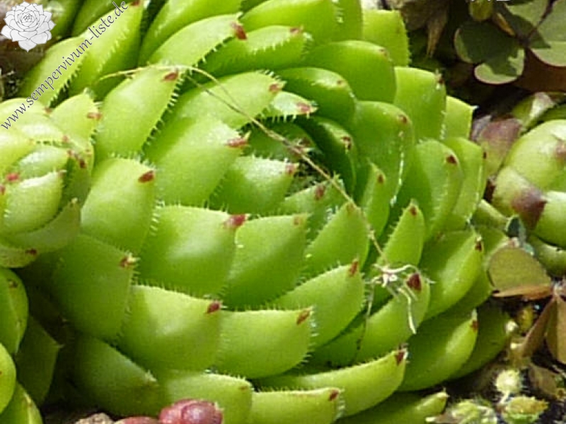 globiferum ssp. hirtum (glabrescens) from Dörfles B