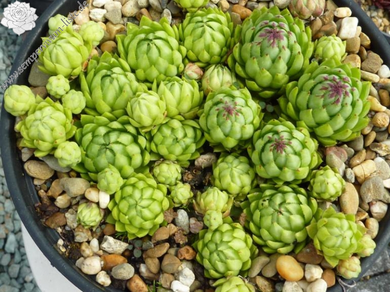 globiferum ssp. hirtum (glabrescens) from Ecem