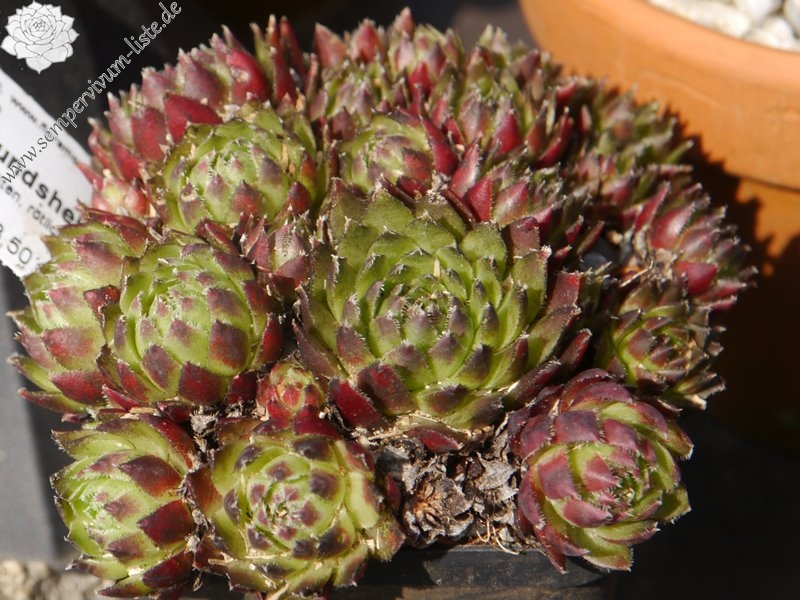 globiferum ssp. hirtum (glabrescens) from Hundsheimer Berge
