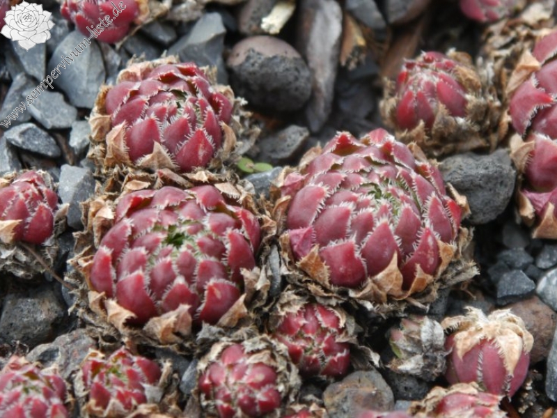 globiferum ssp. hirtum (glabrescens) from Hundsheimer Berge