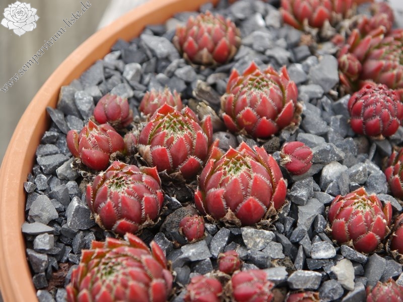 globiferum ssp. hirtum (glabrescens) from Hundsheimer Berge