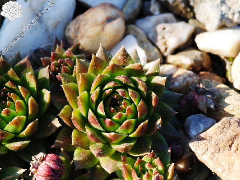 globiferum ssp. hirtum (glabrescens) from Stará Kremnička