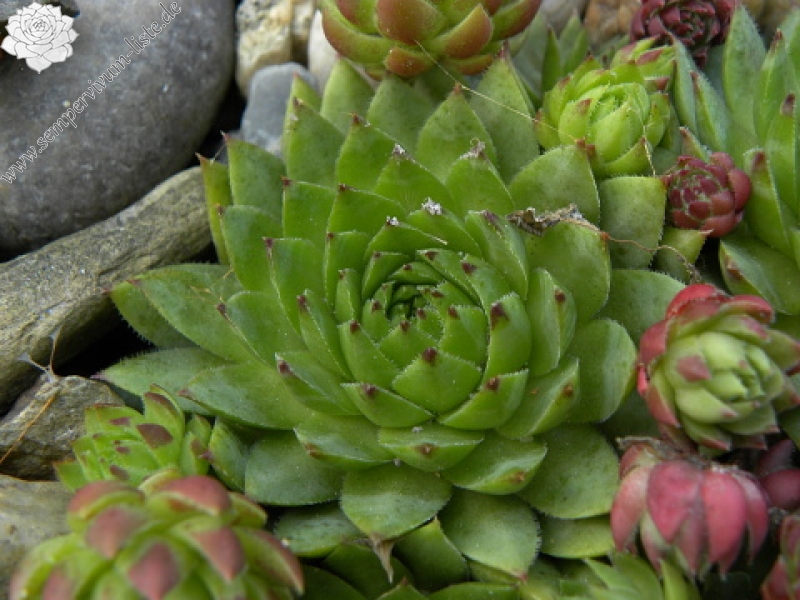 globiferum ssp. hirtum (glabrescens) from Stará Kremnička