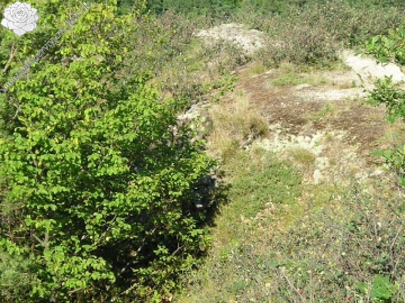 globiferum ssp. hirtum (glabrescens) from Stará Kremnička