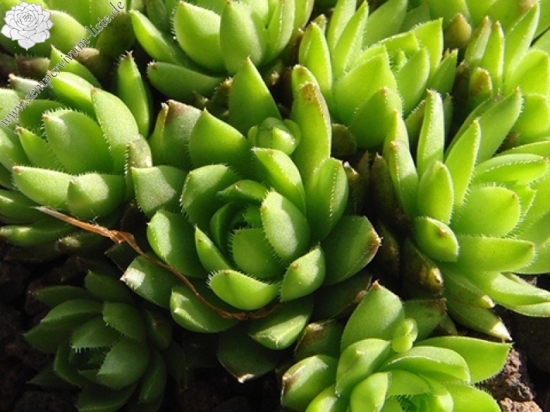 globiferum ssp. hirtum (glabrescens) from Trudovac