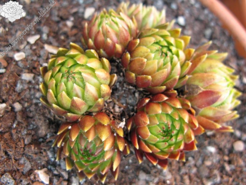 globiferum ssp. hirtum (glabrescens) from Trudovac