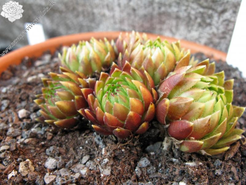 globiferum ssp. hirtum (glabrescens) from Trudovac