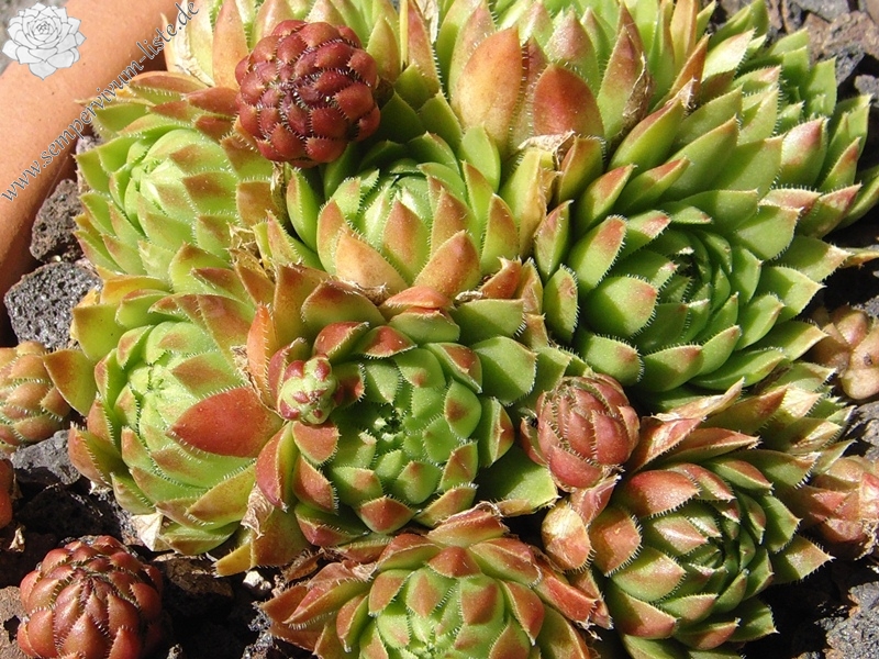 globiferum ssp. hirtum (glabrescens) from Trudovac