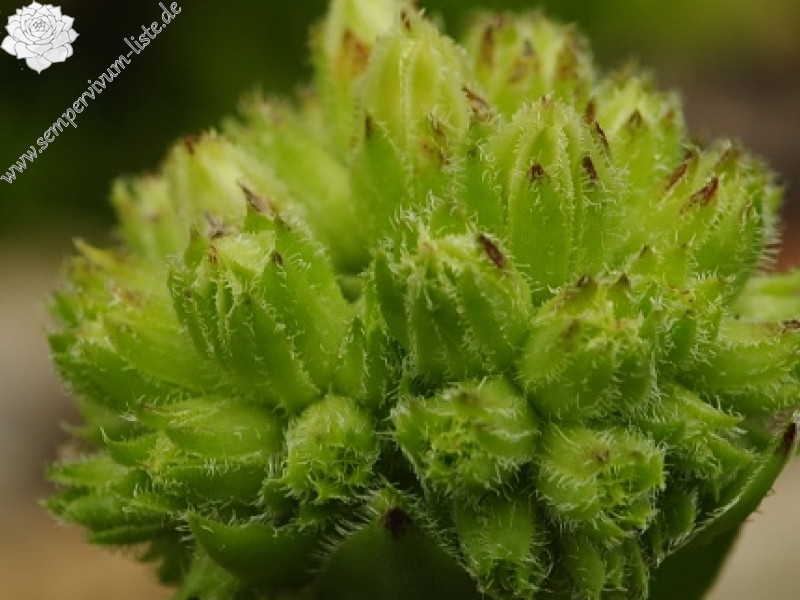globiferum ssp. hirtum (glabrescens) from Žiar nad Hronom