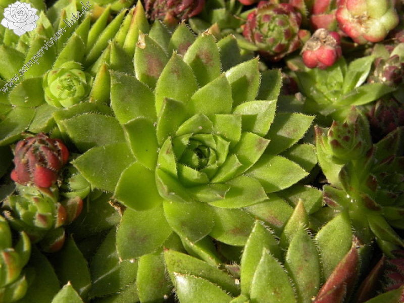 globiferum ssp. hirtum (glabrescens) from Žiar nad Hronom