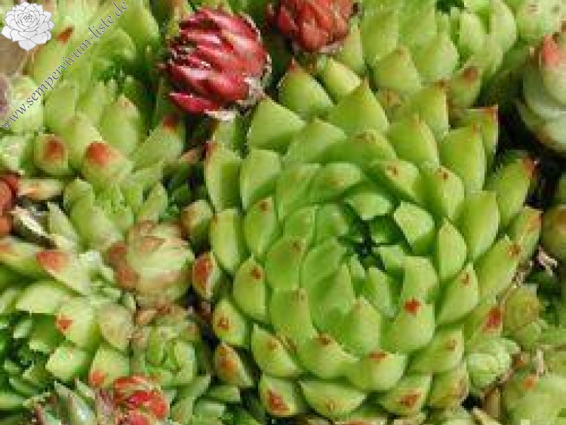 globiferum ssp. hirtum (glabrescens) from Ziar