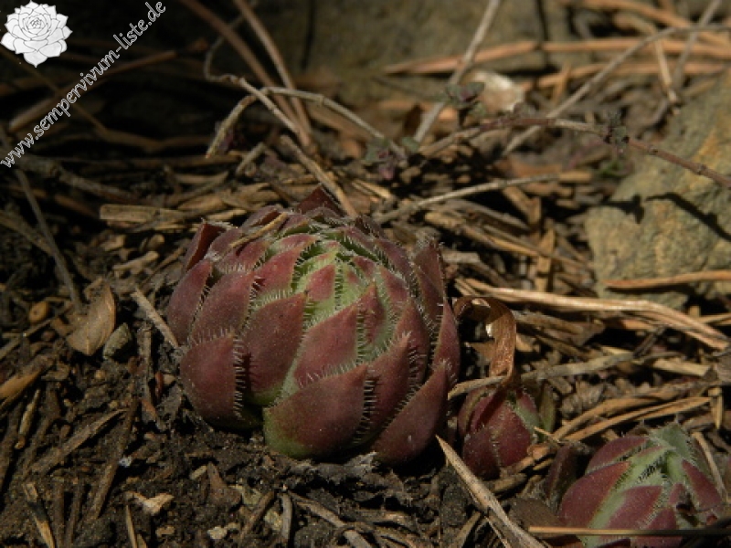 globiferum ssp. hirtum (hillebrandtii) from Gulsen