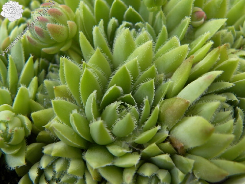 globiferum ssp. hirtum (hillebrandtii) from Gulsen