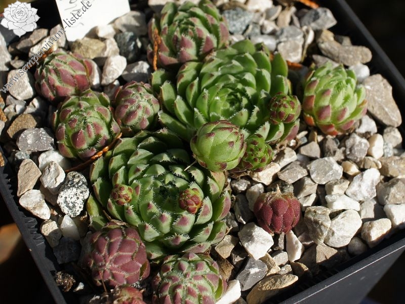 globiferum ssp. hirtum (hillebrandtii) from Gulsenberg