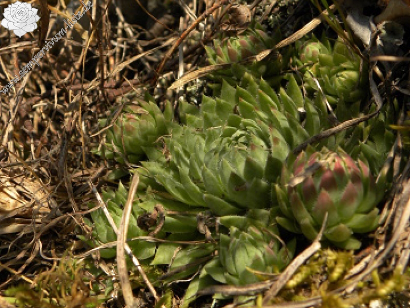 globiferum ssp. hirtum (hirtum) from Beran a Rorejsi