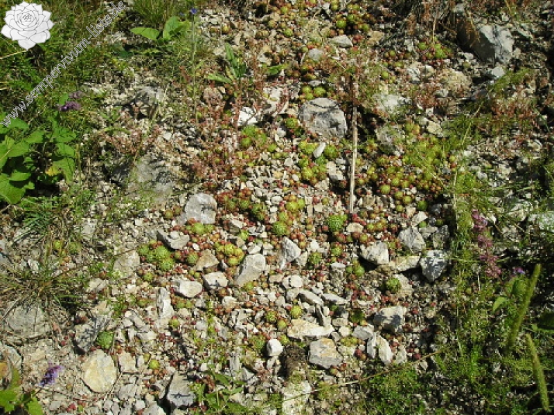 globiferum ssp. hirtum (hirtum) from Bicaz Chei (westl.)
