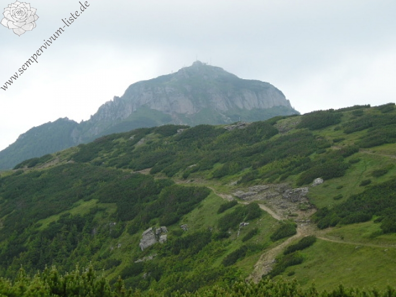 globiferum ssp. hirtum (hirtum) from Ceahlau