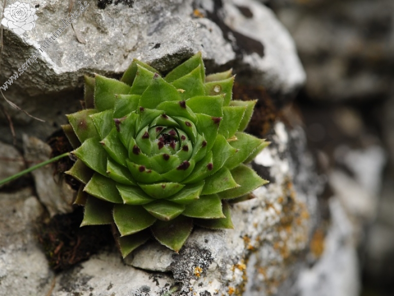 globiferum ssp. hirtum (hirtum) from Kyseľ, Abhang