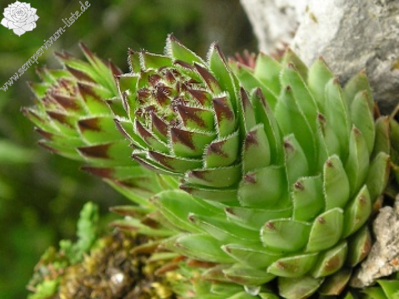 globiferum ssp. hirtum (hirtum) from Muránsky hrad