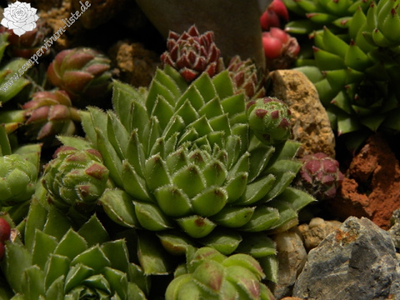 globiferum ssp. hirtum (hirtum) from Poludnica