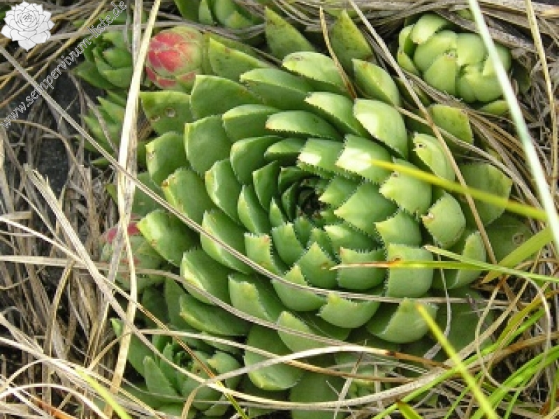 globiferum ssp. hirtum (hirtum) from Šarkanica
