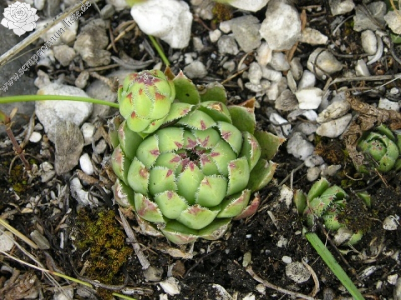globiferum ssp. hirtum (hirtum) from Šarkanica