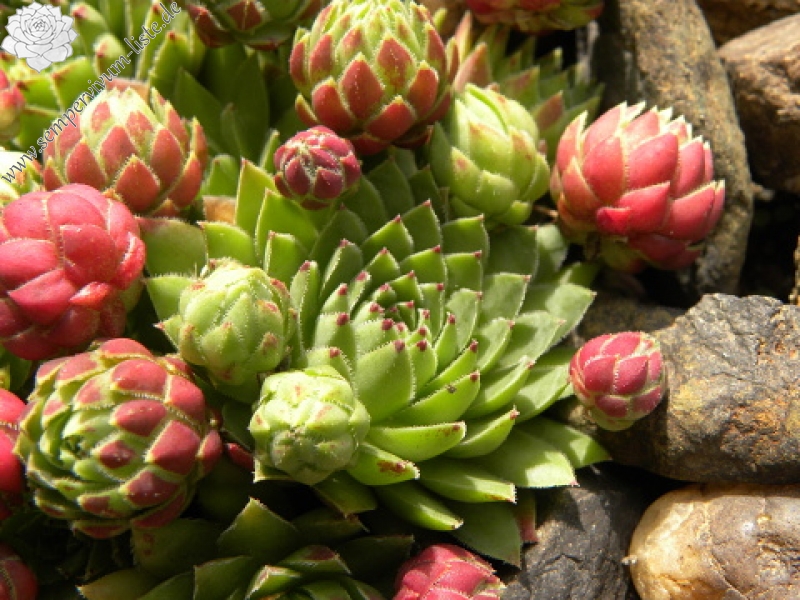 globiferum ssp. hirtum (hirtum) from Šarkanica