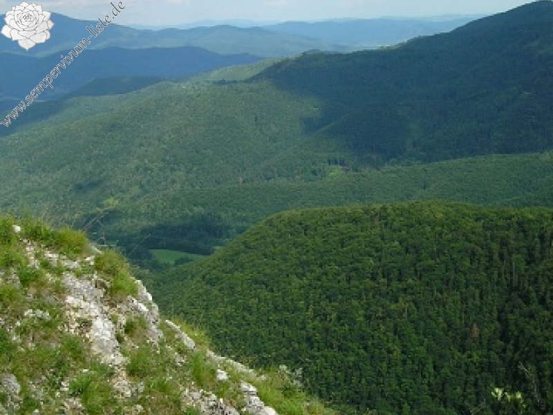 globiferum ssp. hirtum (hirtum) from Šarkanica